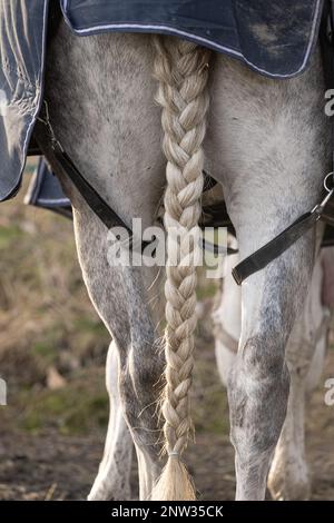 Geflochtener Schwanz eines weißen Pferdes Stockfoto