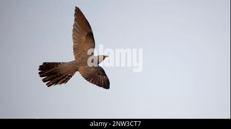 Kuckuckuck von Baum zu Baum, landet auf einem Ast und fliegt im Himmel, das beste Foto. Stockfoto