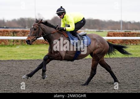 Das Aktenfoto von 28-02-2023 von Constitution Hill, der die Hauptattraktion war, als Nicky Henderson mehrere seiner Cheltenham Festival-Kandidaten auf einer Rennbahn in Kempton auf die Probe stellte. Ausgabedatum: Dienstag, 28. Februar 2023. Stockfoto