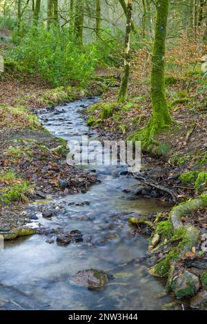 Ein Bach und Zufluss des Flusses Barle im Wald im Barle Valley bei Dulverton im Exmoor National Park, Somerset, England. Stockfoto