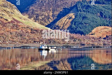 Loch Duich Westküste Schottland Boot und Lachs Fischzuchtnetze mit Bergen, die sich im Loch spiegeln Stockfoto