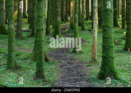 Eine Koniferplantage im Barle-Tal bei Dulverton im Exmoor-Nationalpark, Somerset, England. Stockfoto