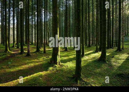 Eine Koniferplantage im Barle-Tal bei Dulverton im Exmoor-Nationalpark, Somerset, England. Stockfoto