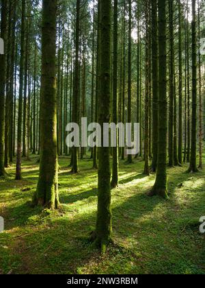 Eine Koniferplantage im Barle-Tal bei Dulverton im Exmoor-Nationalpark, Somerset, England. Stockfoto