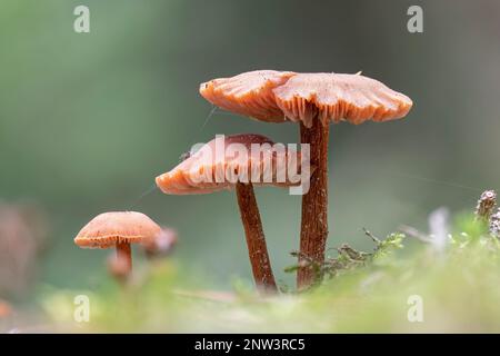 Eine Nahaufnahme von wachsartigen Laccaria-Pilzen (Laccaria laccata) Stockfoto