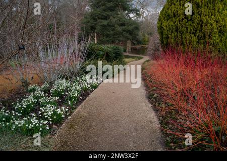 Englefield Green, Egham, Surrey, Großbritannien. 25. Februar 2023. Farbenfrohes Hundelholz, auch bekannt als Cornus Sanguinea, Annys Winterorange. Im Savill Garden herrschte heute ein echtes Frühlingsgefühl, als die Pflanzen blühten. Der Savill Garden ist ein Ziergarten auf dem Gelände des Windsor Great Park. Kredit: Maureen McLean/Alamy Stockfoto