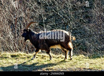 Wilde Ziege Westküste Schottland männliche Ziege grast am Straßenrand Stockfoto