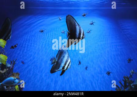 Wunderschöne Longfin-Fledermäuse, die im klaren Aquarium schwimmen Stockfoto