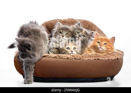 Fünf flauschige Kätzchen in einem Bett auf grauem Hintergrund, eine Katze versucht wegzulaufen Stockfoto