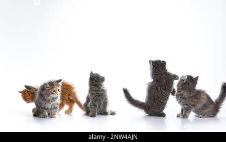 Eine Reihe süßer Katzen in verschiedenen Farben auf weißem Hintergrund, flauschige Kätzchen spielen auf weißem Hintergrund. Stockfoto