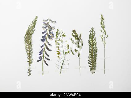 Gepresste getrocknete Blüten und Pflanzen auf weißem Hintergrund. Wunderschönes Herbarium Stockfoto