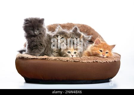 Fünf flauschige Kätzchen in einem Bett auf grauem Hintergrund, ein Werbebanner, Kätzchen auf einer Ottomane. Stockfoto