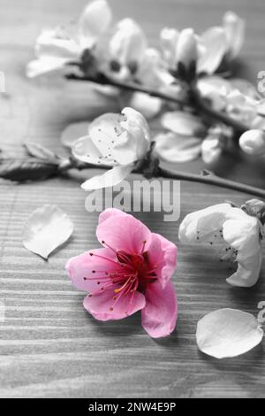 Wunderschöne Sakurabäumen blühen auf Holzhintergrund, Nahaufnahme. Schwarzweißton mit selektivem Farbeffekt Stockfoto