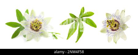 Mit Blumen und Blättern der Passiflora (Passionsfrucht) auf weißem Hintergrund. Bannerdesign Stockfoto