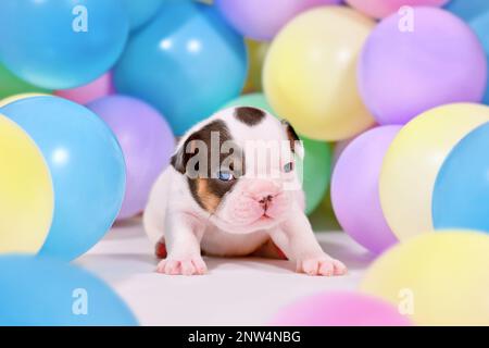 Hündchen mit bunten Ballons Stockfoto