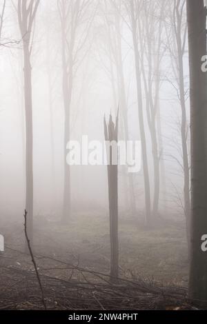 Nebeliger Wald mit Sonnenstrahlen. Nebiges Holz und Sonnenlicht. Stockfoto
