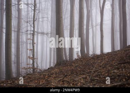 Nebeliger Wald mit Sonnenstrahlen. Nebiges Holz und Sonnenlicht. Stockfoto