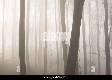 Nebeliger Wald mit Sonnenstrahlen. Nebiges Holz und Sonnenlicht. Stockfoto