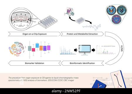 Das Verfahren von der Organexposition gegenüber CB-Agenten zur Flüssigchromatographie-Massenspektrometrie (LC/MS)-Analyse von Biomarkern. (DEVCOM CCDC CBC-BILD) Stockfoto