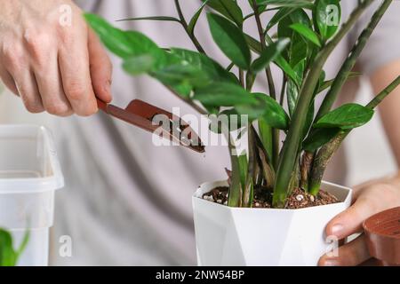 Transplantation von Zamiokulkas aus einem kleinen Topf in einen großen. Ein Mann legt Erde in einen neuen Topf mit einer Heimpflanze. Frühjahrsgärtnerei. Stockfoto