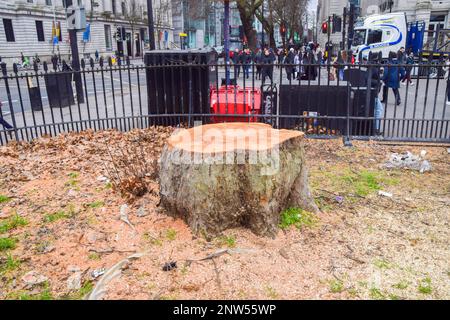 London, Großbritannien. 28. Februar 2023 Die meisten Bäume, einige davon sehr alt, um den Taxistand am Bahnhof Euston wurden gefällt, da HS2 Bauarbeiten weitergehen. Neben der umstrittenen Hochgeschwindigkeitsbahn 2 wird der Bahnhof im nächsten Jahrzehnt umfassend renoviert. Stockfoto