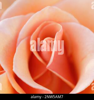 Aprikosen-Hybride Teerosenblume in Blüte. Nordkalifornien, USA. Stockfoto