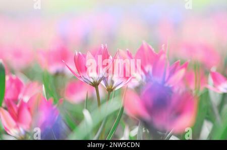 Wunderschöne Wiese mit rosa, leuchtend blühenden Tulpen im Panorama der Sonne aus nächster Nähe. Makro mit Weichzeichner. Vorlage für Frühlings-Grußkarte mit Blumenmuster. Pastellfarbene wa Stockfoto