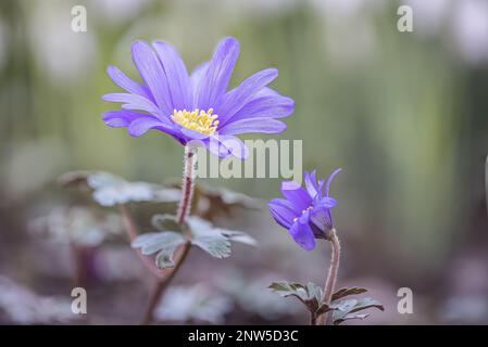Balkanwindblumen (Anemone blanda) in voller Blüte vor einem verschwommenen Hintergrund Stockfoto