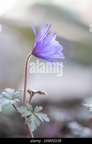 Eine Balkanwindblume (Anemone blanda) in voller Blüte vor einem verschwommenen Hintergrund Stockfoto