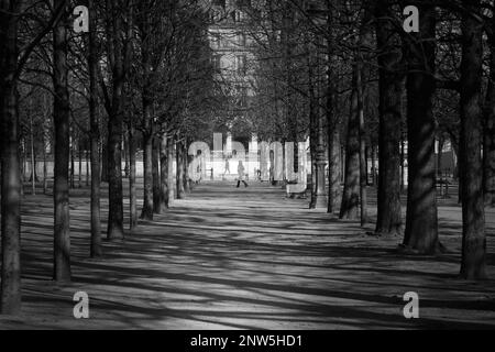 Monochrom einer Person, die über Eine Reihe von Bäumen in den Tuilerien des Jardin geht, Paris, Frankreich Stockfoto