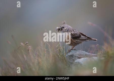 Alpenbraunelle, Prunella collaris, alpiner Akzent Stockfoto