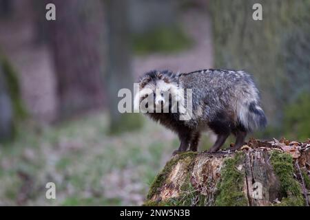 Marderhund, Nyctereutes procyonoides, Marderhund Stockfoto