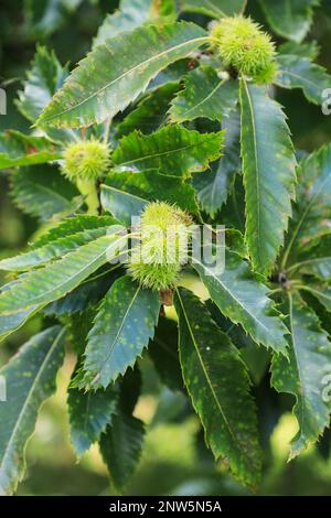 Die Kastanien eines Kastanienbaums (Castanea sativa), der süßen Kastanie oder der spanischen Kastanie, England, Großbritannien Stockfoto