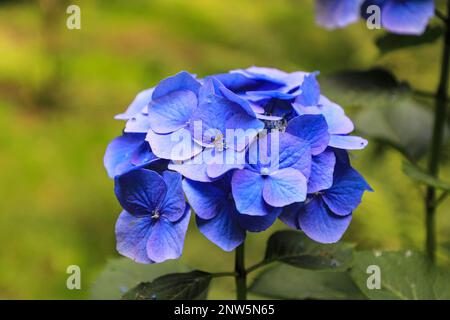 Der Blütenkopf einer „Mopp Head“ Hydrangea, Hydrangea macrophylla „Blue Ball“, England, Großbritannien Stockfoto
