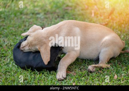 Viel Spaß beim Spielen von zwei Welpen auf grünem Gras Stockfoto