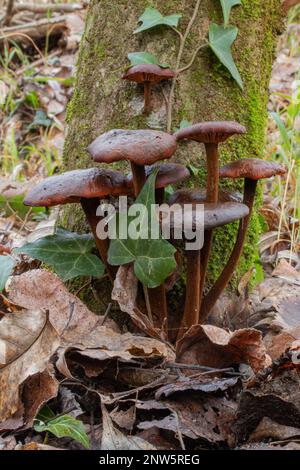 Winterpilz Cortinarius cinnamomeus Stockfoto