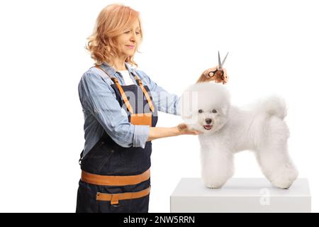 Weibliche Bräutigame mit Schere und einem bichon-Frise-Hund isoliert auf weißem Hintergrund Stockfoto