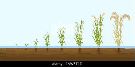 Flache Zusammensetzung von Reisprodukten mit Bildern, die das Pflanzenwachstum vom Sprossen bis zum hohen Busch zeigen Stock Vektor