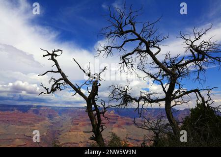 Bäume über dem Grand Canyon Stockfoto