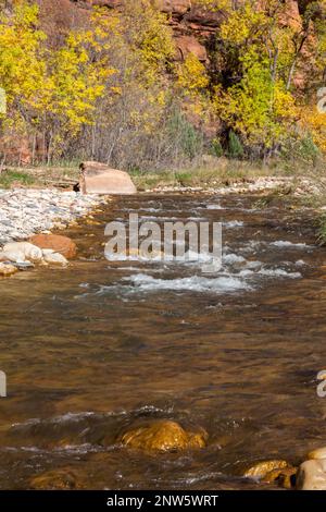 Im Zion-Nationalpark, Utah, fließt das Wasser über kleine Felsen im Virgin River unter den Narrows im Herbst. Stockfoto