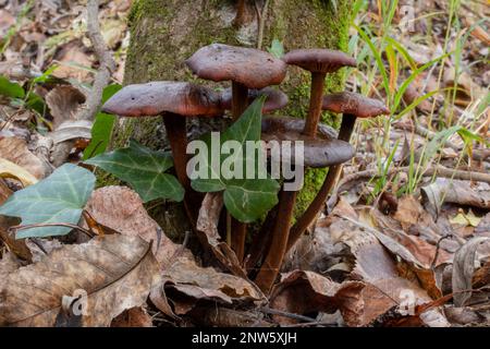Winterpilz Cortinarius cinnamomeus Stockfoto