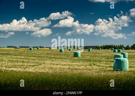 Runde Heuballen, die in weißer Kunststoffgärung gewickelt sind und sich unter der Sonne auf den kanadischen Prärien in der Nähe von Airdrie Alberta Canada fermentieren Stockfoto