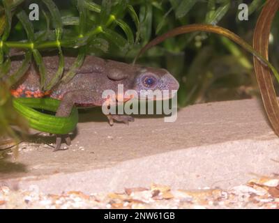 Unterwasser-Nahaufnahme auf einem bunten männlichen japanischen Feuerbauch-Molch, Cynops Pyrhogaster Stockfoto