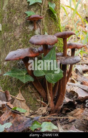 Winterpilz Cortinarius cinnamomeus Stockfoto