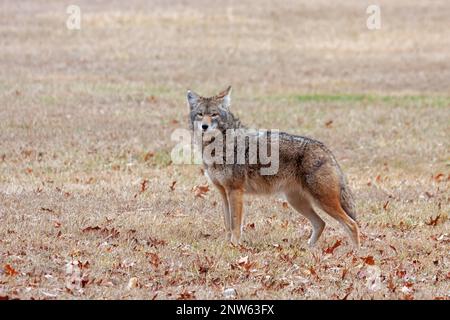 Ein Kojote steht in einer offenen Prärie und schaut in die Kamera. Stockfoto