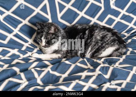 Schläfrige schwarz-weiße Katze auf dem Bett, die sich für ein Nickerchen fertig macht. Stockfoto