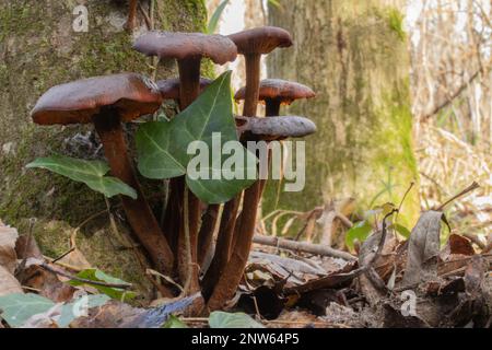 Winterpilz Cortinarius cinnamomeus Stockfoto