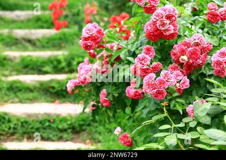 Rosengarten mit blühenden, romantischen, frischen, bunten Rosen und Treppen Stockfoto