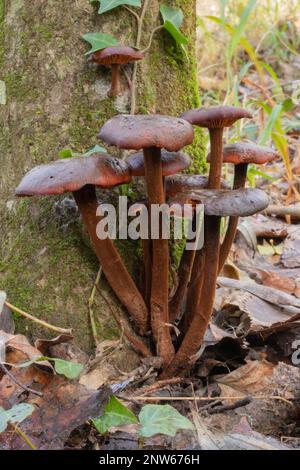 Winterpilz Cortinarius cinnamomeus Stockfoto