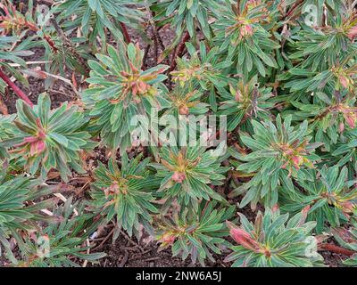 Nahaufnahme der bunten Blätter der Gartenpflanze Euphorbia x martini Baby Charme im Winter an der Grenze. Stockfoto